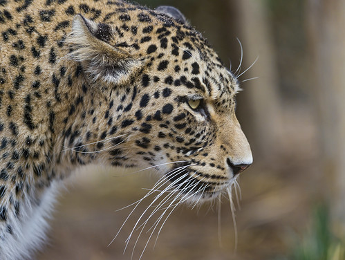 Profile of a Persian leopard by Tambako the Jaguar