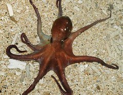 章魚與其腕足上的吸盤(1)。圖片攝影：李坤瑄。