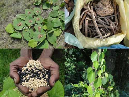 Medicinal Rice Formulations for Diabetes Complications, Heart and Kidney Diseases (TH Group-92) from Pankaj Oudhia’s Medicinal Plant Database by Pankaj Oudhia