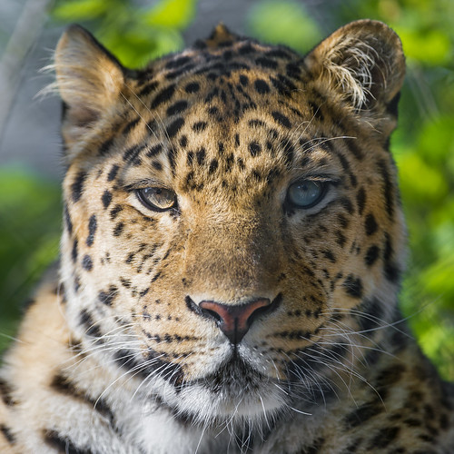 Beautiful Amur leopard portrait by Tambako the Jaguar