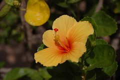 Hawaii 2013 - Botany