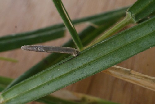 Coleophora solitariella larval case on Stitchwort