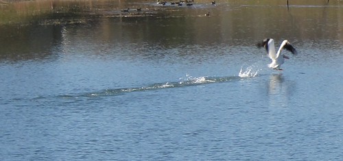 American White Pelicans on Parmer Village Pond - 3