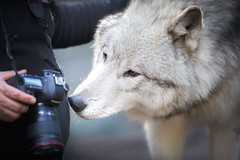 Behind The Scenes - Wolves&Wolfdogs