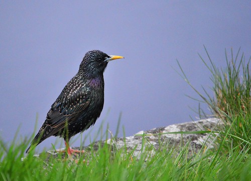 Starling on the lough shore.