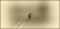 Martin pecheur/kingfisher