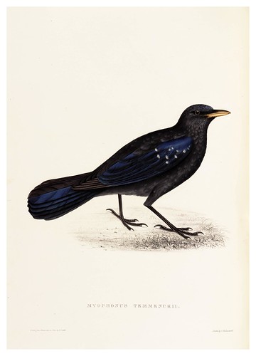010-Myophonus Temmenckii-A Century of Birds from the Himalaya Mountains-John Gould y Wm. Hart-1875-1888-Science Naturalis