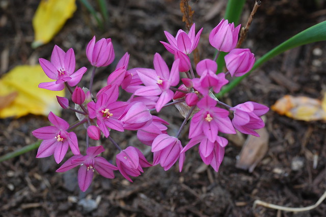 Clusters of delicate purple / pink flowers