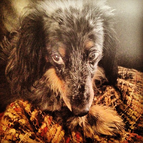 #latergram pretty Maya the #dachshund. #dogs #dogstagram #dogsofinstagram #doxie
