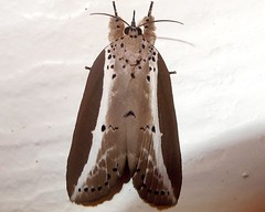 Nolid Moth (Eligma narcissus)