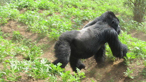 They don't call them silverbacks for nothing!