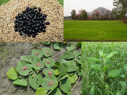 Medicinal Rice Formulations for Diabetes Complications, Heart and Kidney Diseases (TH Group-75) from Pankaj Oudhia’s Medicinal Plant Database by Pankaj Oudhia
