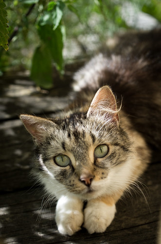 Katta i Botorp by Suecae Photography