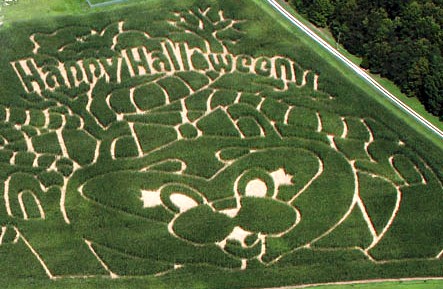 Holiday World corn maze