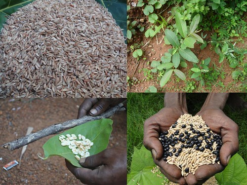 Indigenous Medicinal Rice Formulations for Spleen, Heart and Kidney Diseases and Cancer and Diabetes Complications (TH Group-116) from Pankaj Oudhia’s Medicinal Plant Database by Pankaj Oudhia