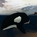 And our lil Orca:)
