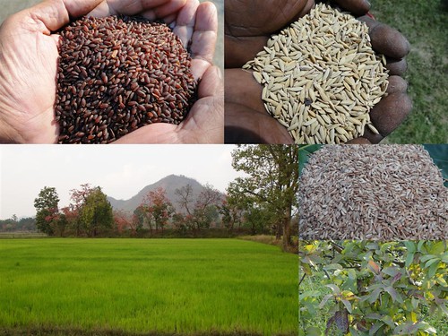 Validated and Potential
Medicinal Rice Formulations for Diabetes Type 2 and Leukemia Complications (TH
Group-200) from Pankaj Oudhia’s Medicinal Plant Database