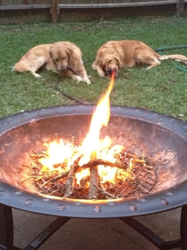 The perfectly timed fire-breathing dog picture: