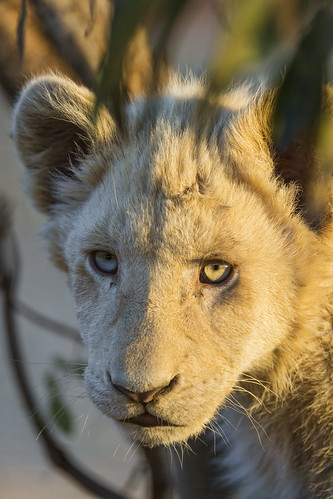 Portrait of a white lion cub in the sunset light by Tambako the Jaguar