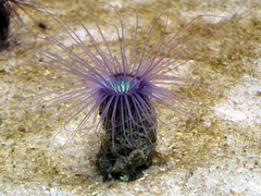 Cnidaria : Anémones de mer, Méduses et Coraux.( 28 espèces)