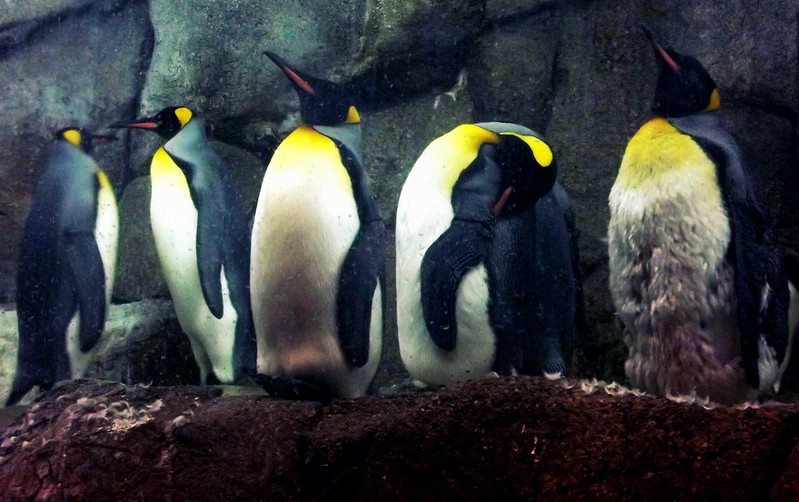 Penguins Detroit Zoo