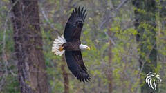 Bald Eagles of Swimming River | 2017