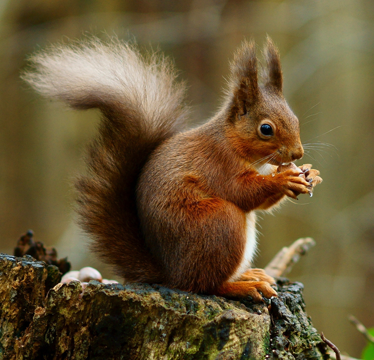 Red Squirrel. Credit Peter Trimming