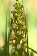 Orchis anthropophora - Aceras anthropophorum