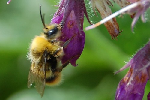 unnamed bumblebee #2