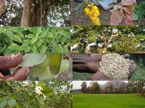 Medicinal Rice Formulations for Diabetes Complications and Heart Diseases (TH Group-52) from Pankaj Oudhia’s Medicinal Plant Database by Pankaj Oudhia