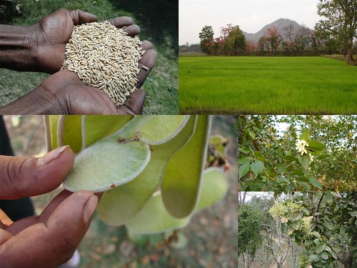 Medicinal Rice Formulations for Diabetes Complications and Heart Diseases (TH Group-52) from Pankaj Oudhia’s Medicinal Plant Database by Pankaj Oudhia