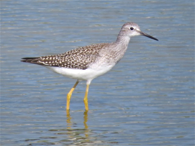 Lesser Yellowlegs at El Paso Sewage Treatment Center in Woodford County, IL 02