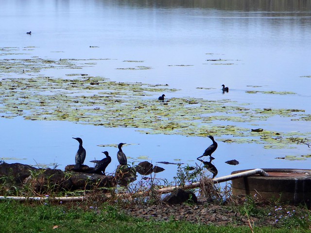 Birdlife, Lake Macdonald