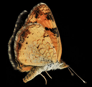 Pearl Crescent, U, side, MD, PG County_2013-08-20-12.06.34 ZS PMax