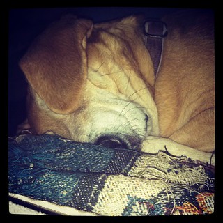 Sleepy #hound aka Sophie #dogstagram #adoptdontshop #rescue #houndmix