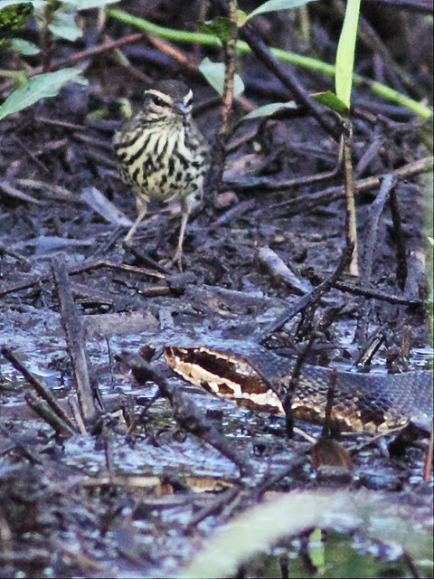 Northern Waterthrush with Cottonmouth 08-20131008