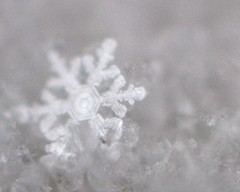 snowflakes January 2014