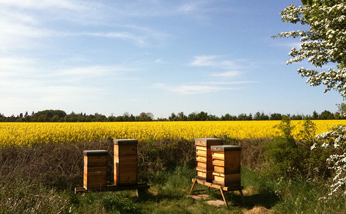 混合使用的殺蟲劑能導致蜜蜂的數量和生產力下降。 圖片來edd