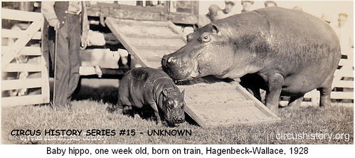 BabyHippo1928 (Small) by CIRCUS PHOTO CENTRAL