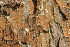 Écorce de Platanus xhispanica