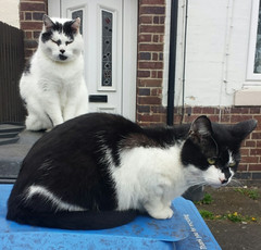 this is Groucho and Snubs (not my cats, i just found them &... - The Caturday