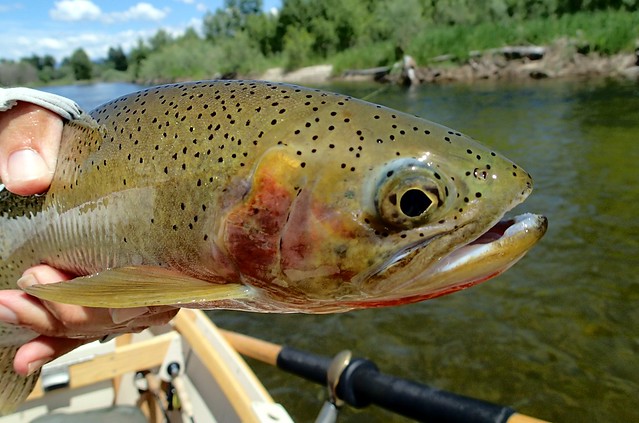 West slope cutthroat