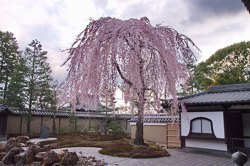 【写真】桜 : 高台寺