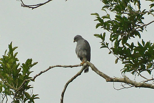 Gray Hawk adult