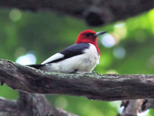 Red-headed Woodpecker North Nest COREL 20130820