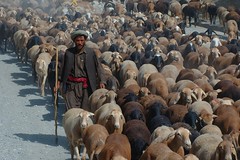 shepherd afghanistan