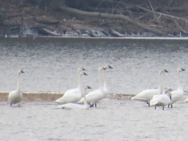 Trumpeter Swans at Evergreen Lake in McLean County