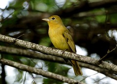 Tanagers and Euphonias