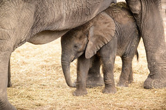 Baby Elephant Hiding