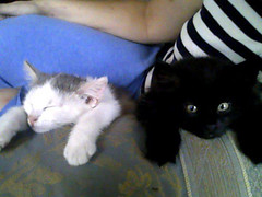 Galinda (left) and Elphaba (right) when they were teeny tiny - The Caturday